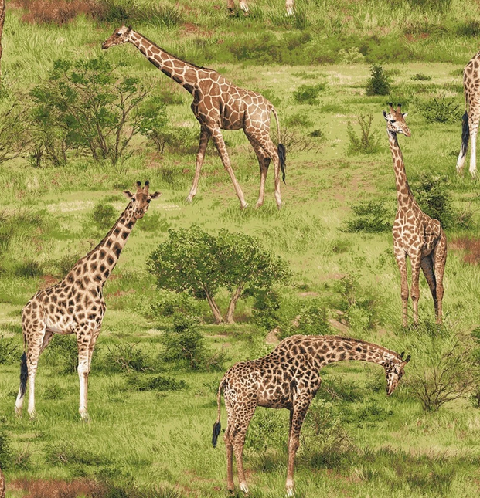 Born Free Giraffes